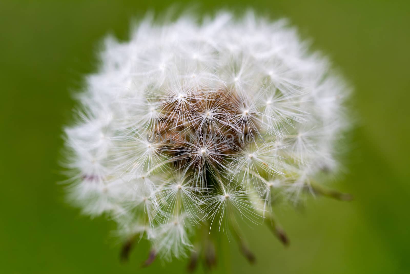 Close up of a dandelion head with a natural green background