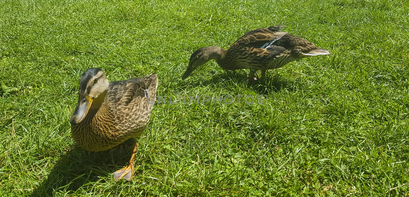 Two ducks are nibbling the green grass in the meadow.