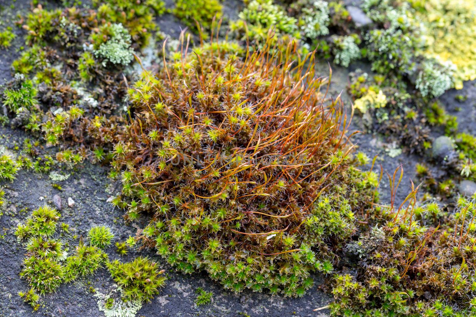 Green moss and algae on slate roof tiles