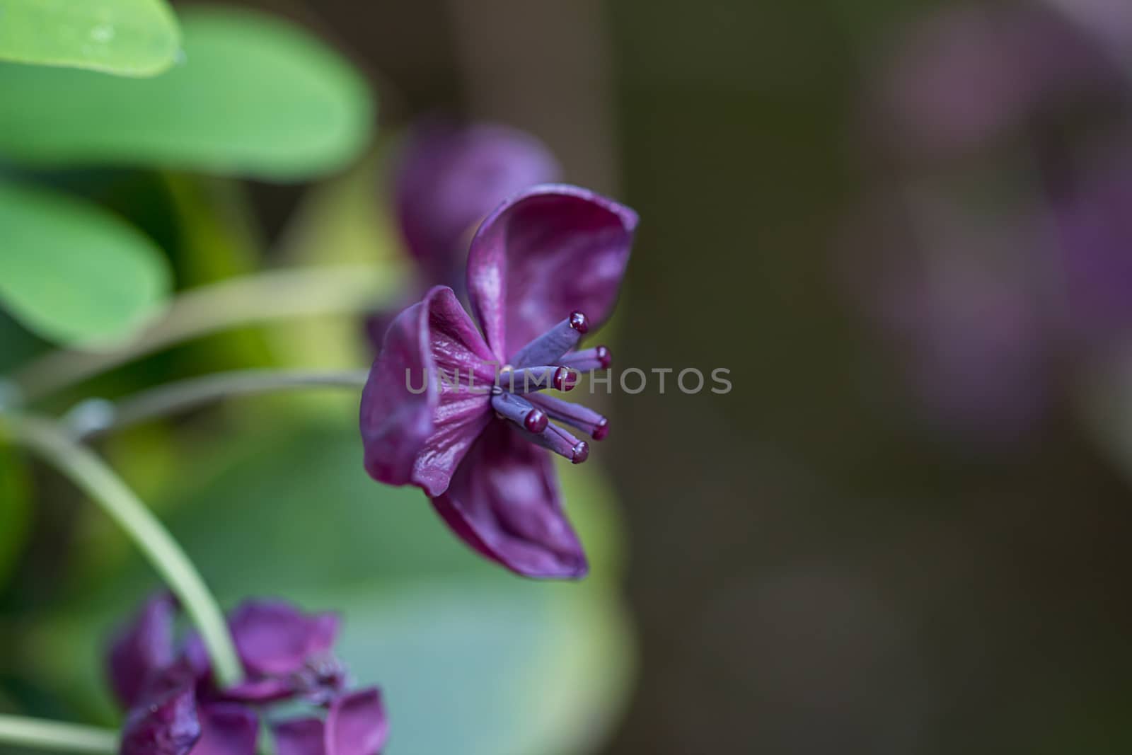 The foliage and flowers of the Akebia Quinata plant, also known as the Chocolate Vine