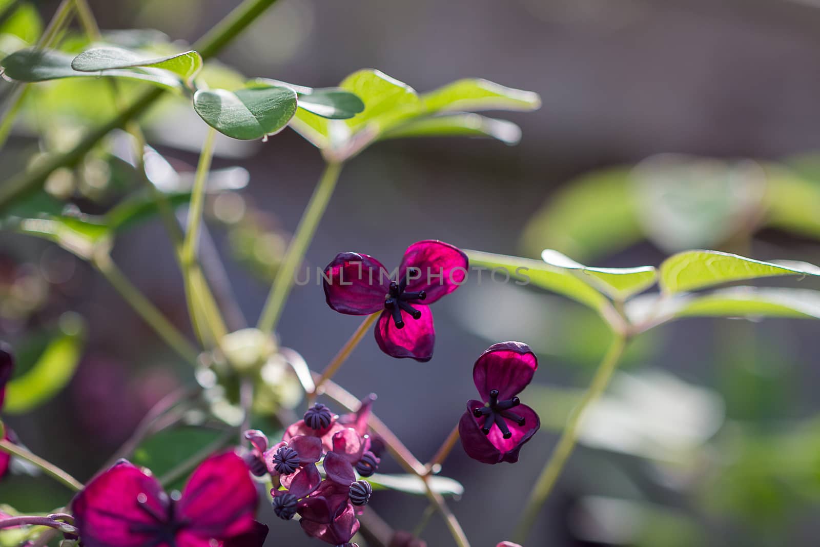 The foliage and flowers of the Akebia Quinata plant, also known as the Chocolate Vine