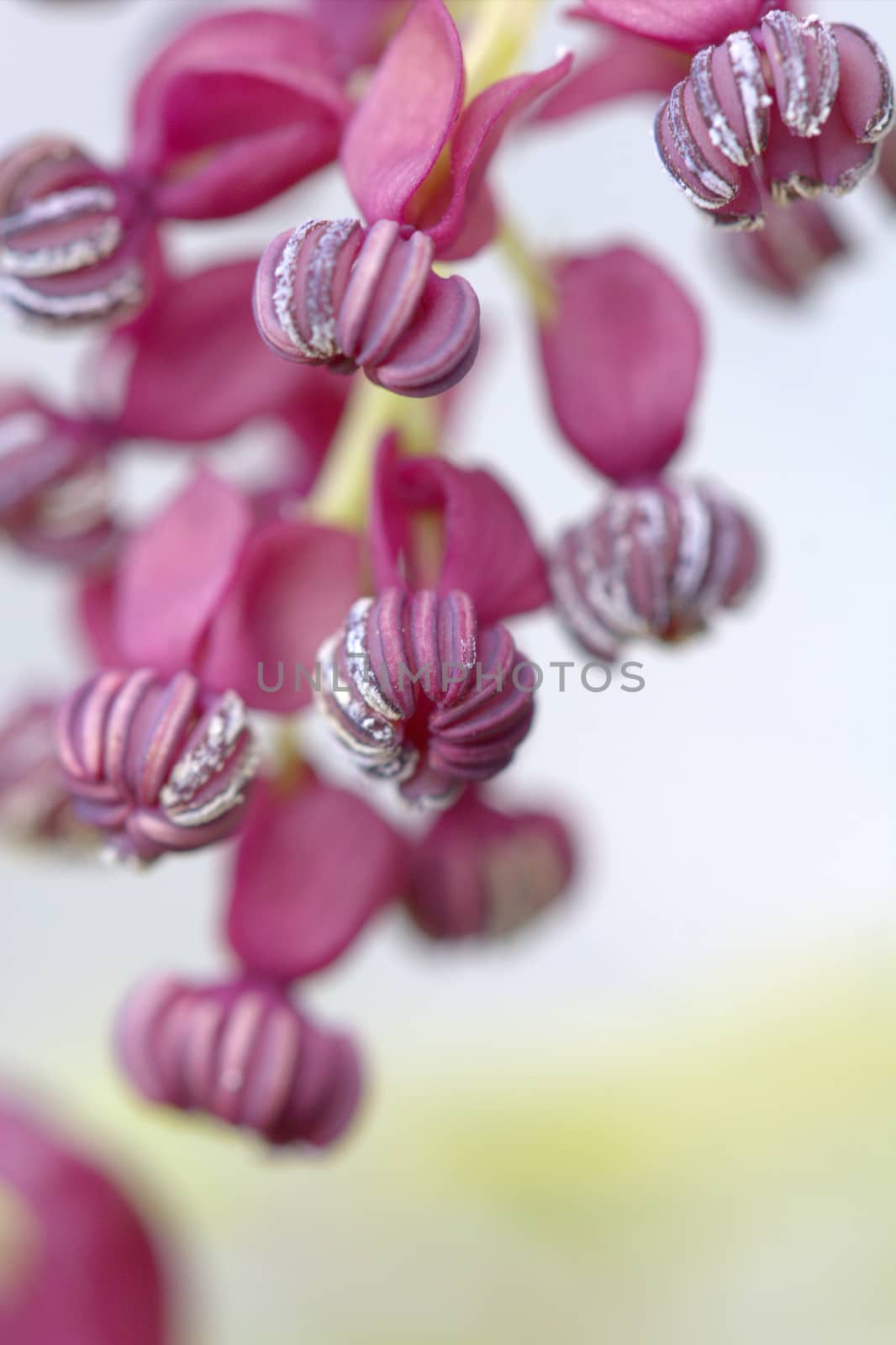 The foliage and flowers of the Akebia Quinata plant, also known as the Chocolate Vine