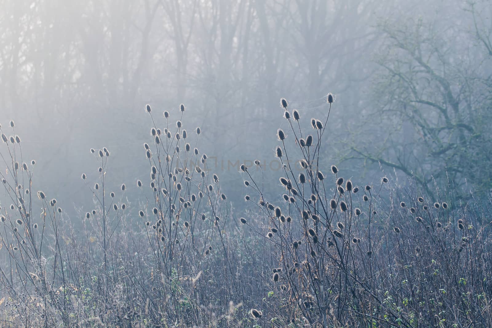 Burr covered in wet spider cobweb by magicbones