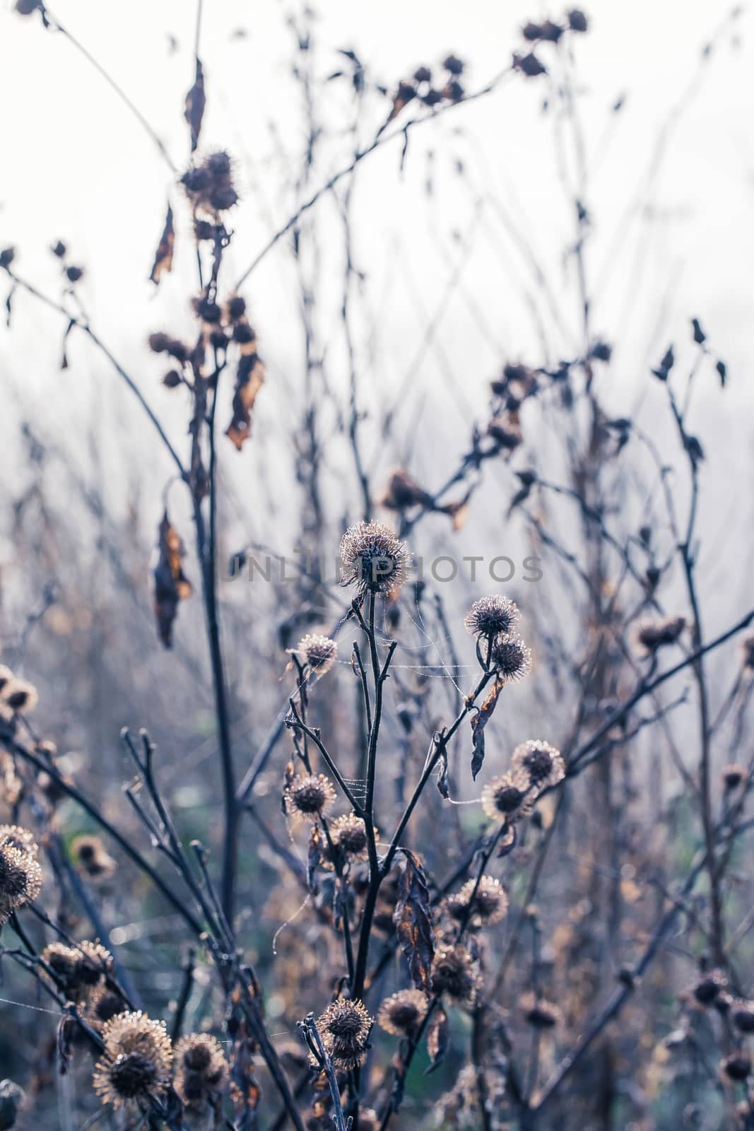 Burrs covered in dew laden spider cobweb, sparkling in the bright morning winter's sunshine