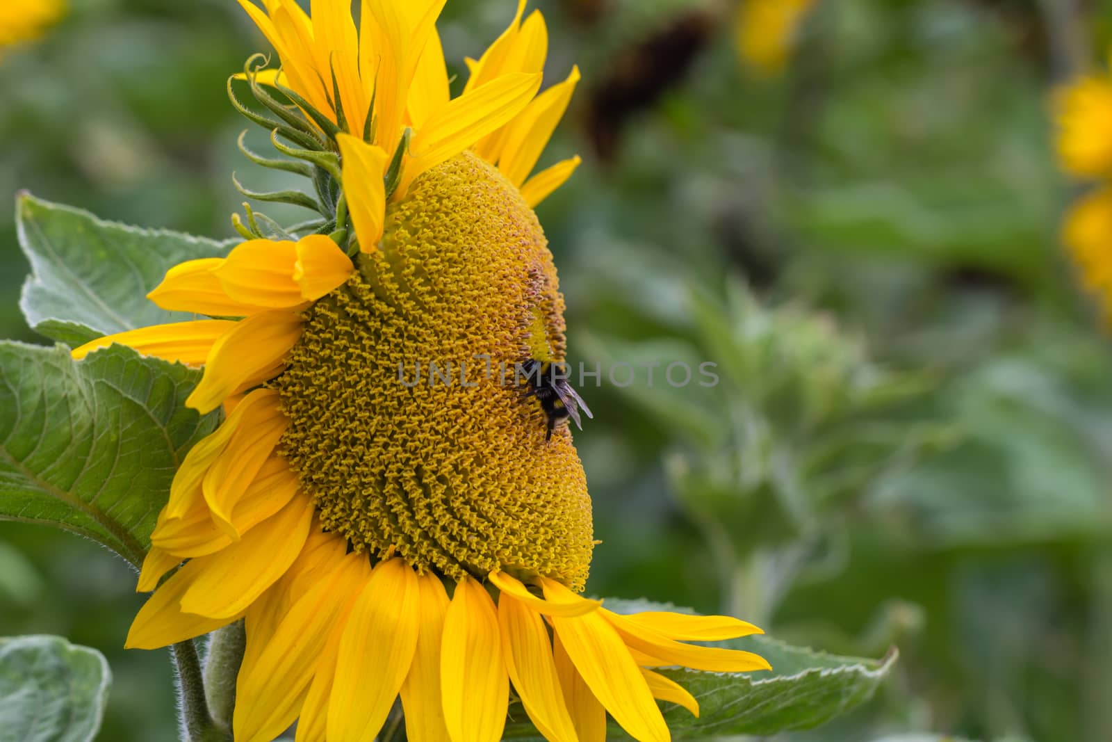 Detailed image of a bee on a sunflower plant by magicbones