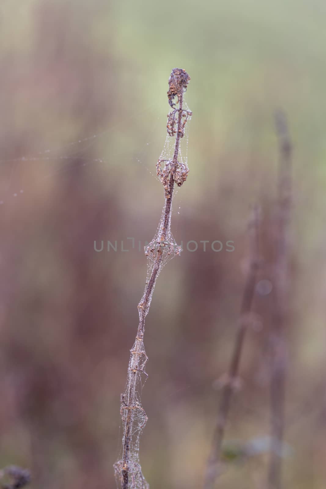 Bur covered in dew laden spider cobweb, sparkling in the bright morning winter's sunshine