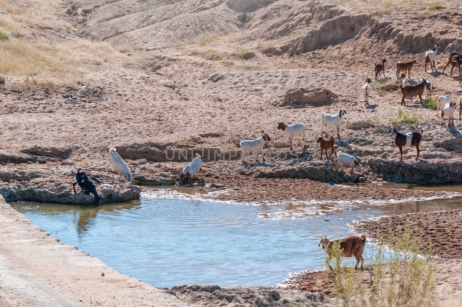 Goats are visible at a waterhole on the road between Opuwo and Epupa in the Kunene Region
