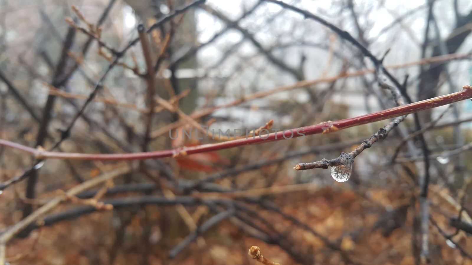 Closeup macro view of tree branches with water drop dripping in autumn season by Photochowk