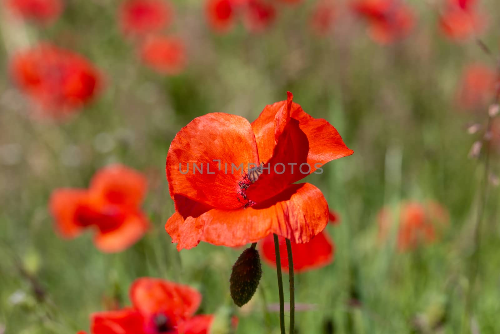 Close up of Poppy flowers (papaver rhoeas) in a field