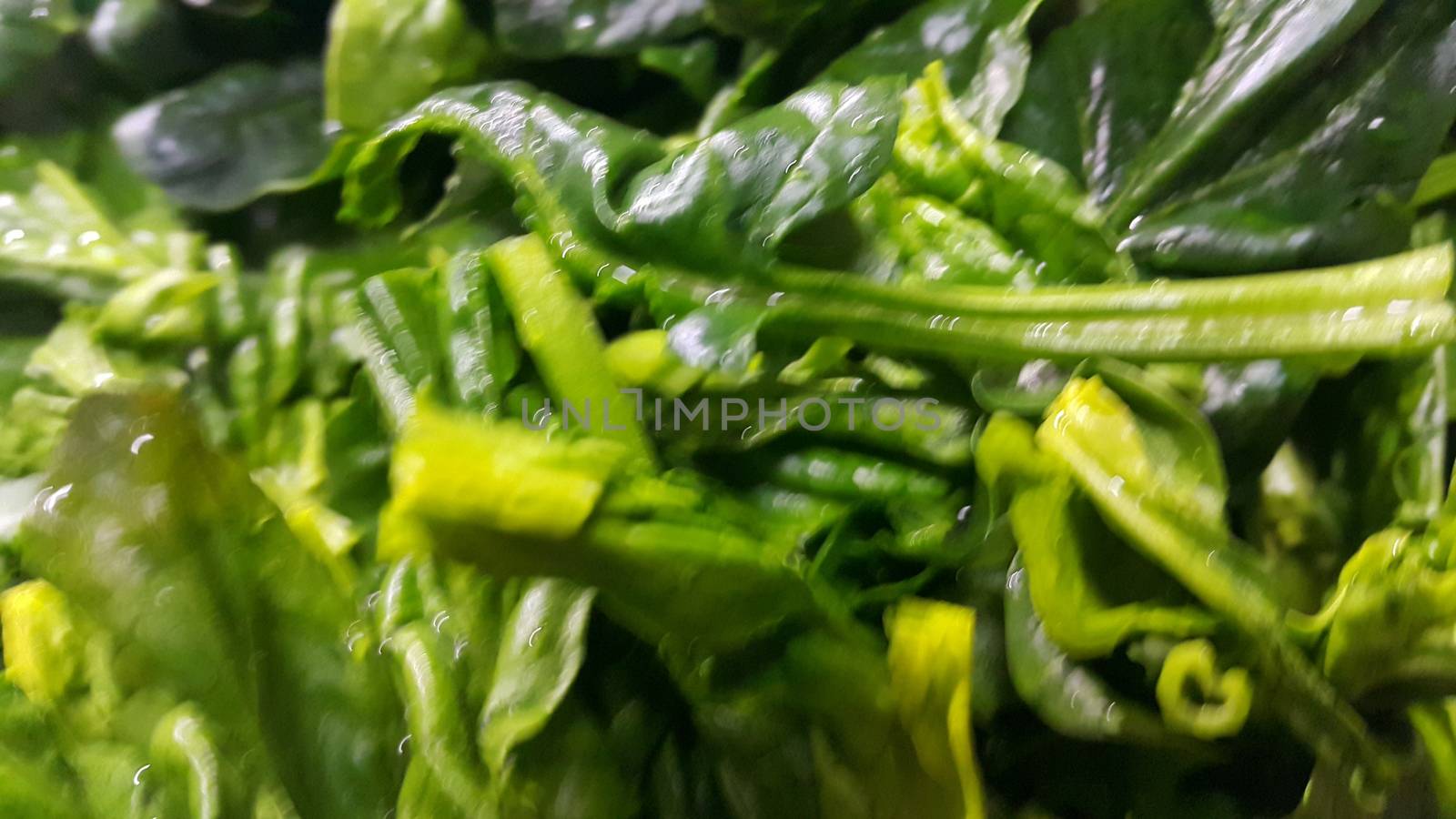 Close up view of lush green leaves of spinach vegetables. Vegetable background for text and advertisements.