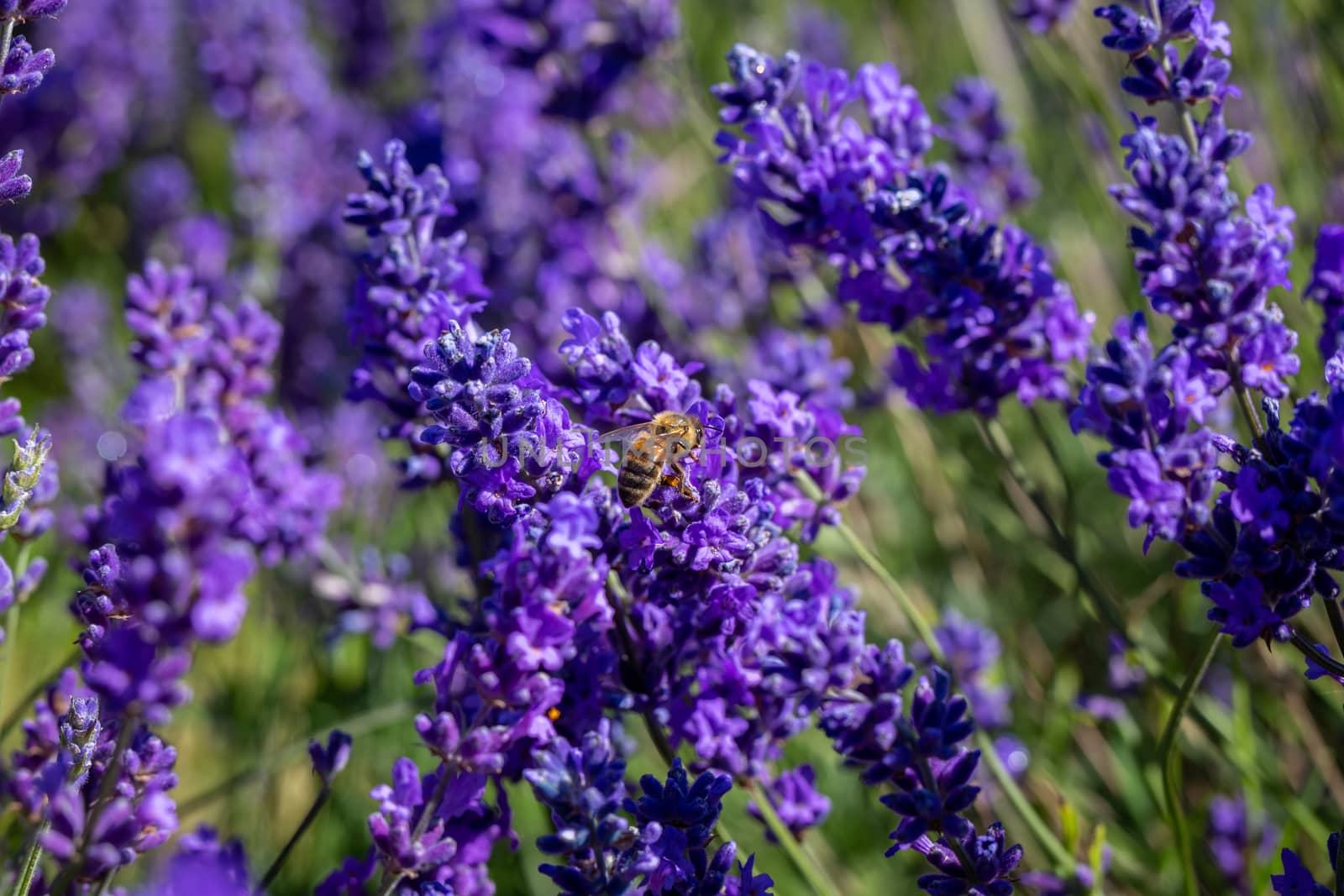 Carder bee on a lavender flower by magicbones