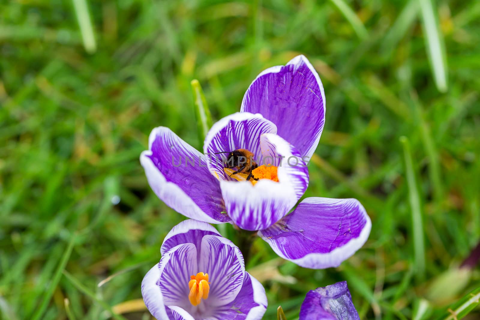 Blooming Striped Pickwick Crocus flowers by magicbones