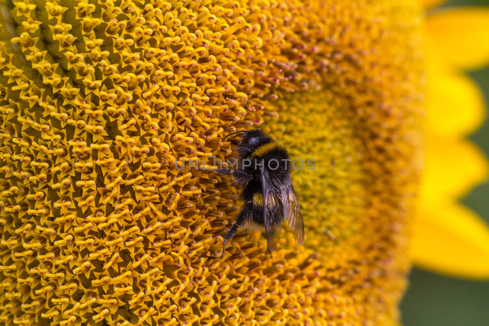 Detailed image of a bee on a sunflower plant by magicbones