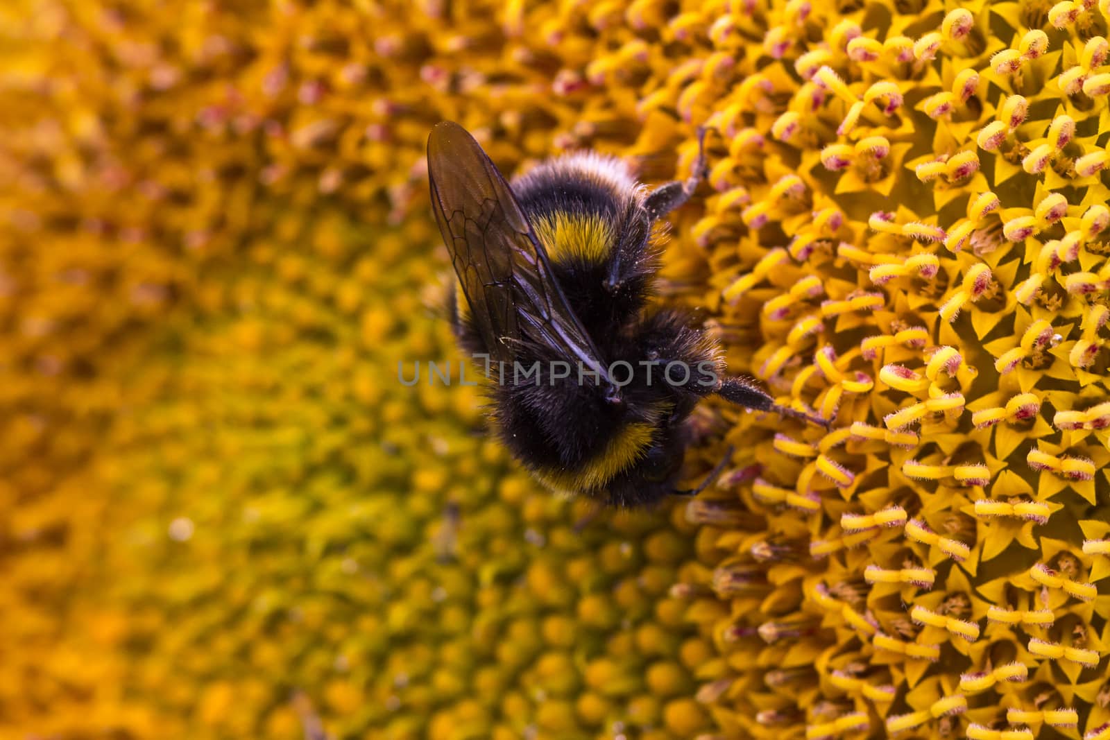 Detailed image of a bee on a sunflower plant by magicbones