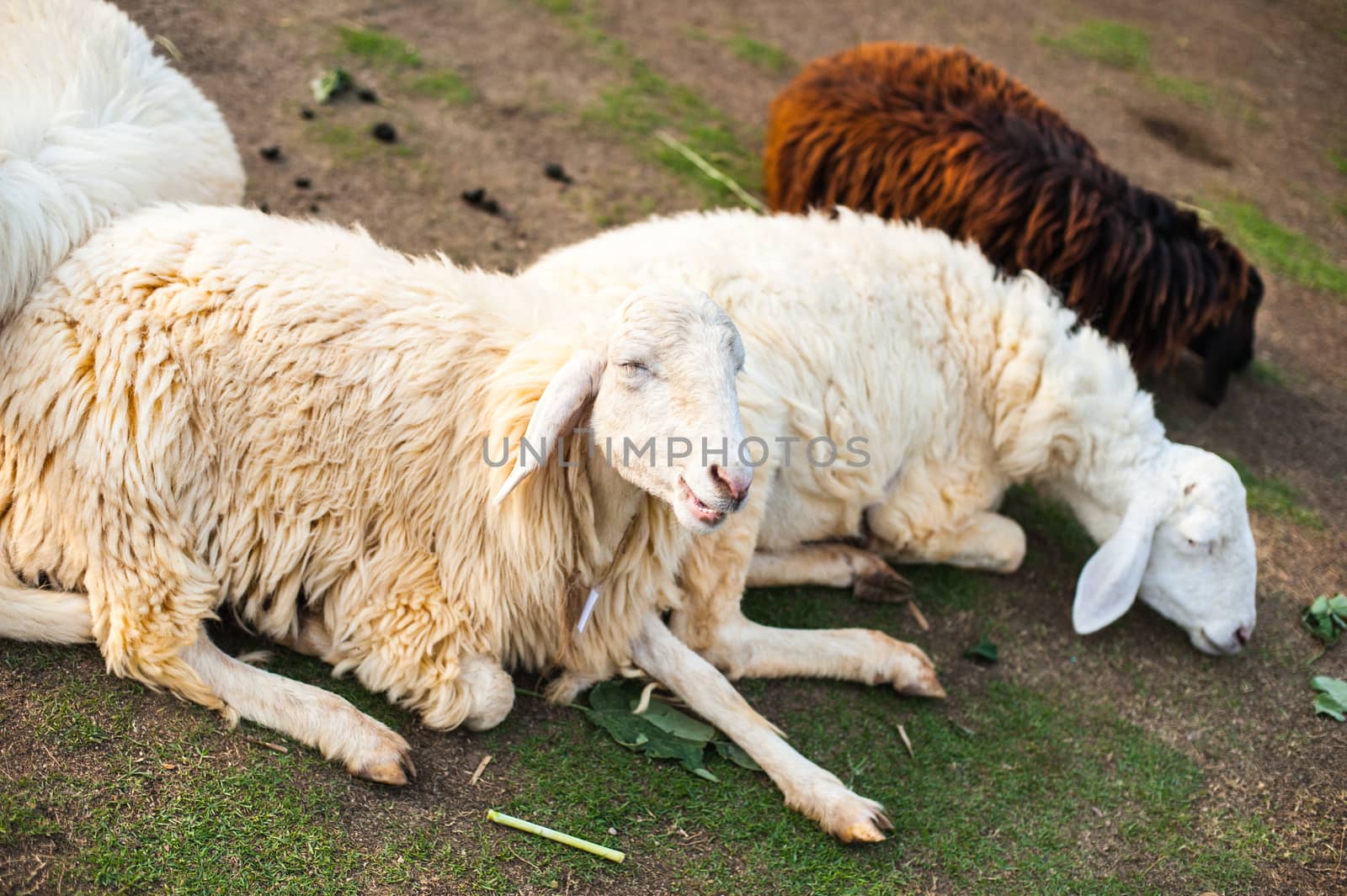 Sheep in the farm