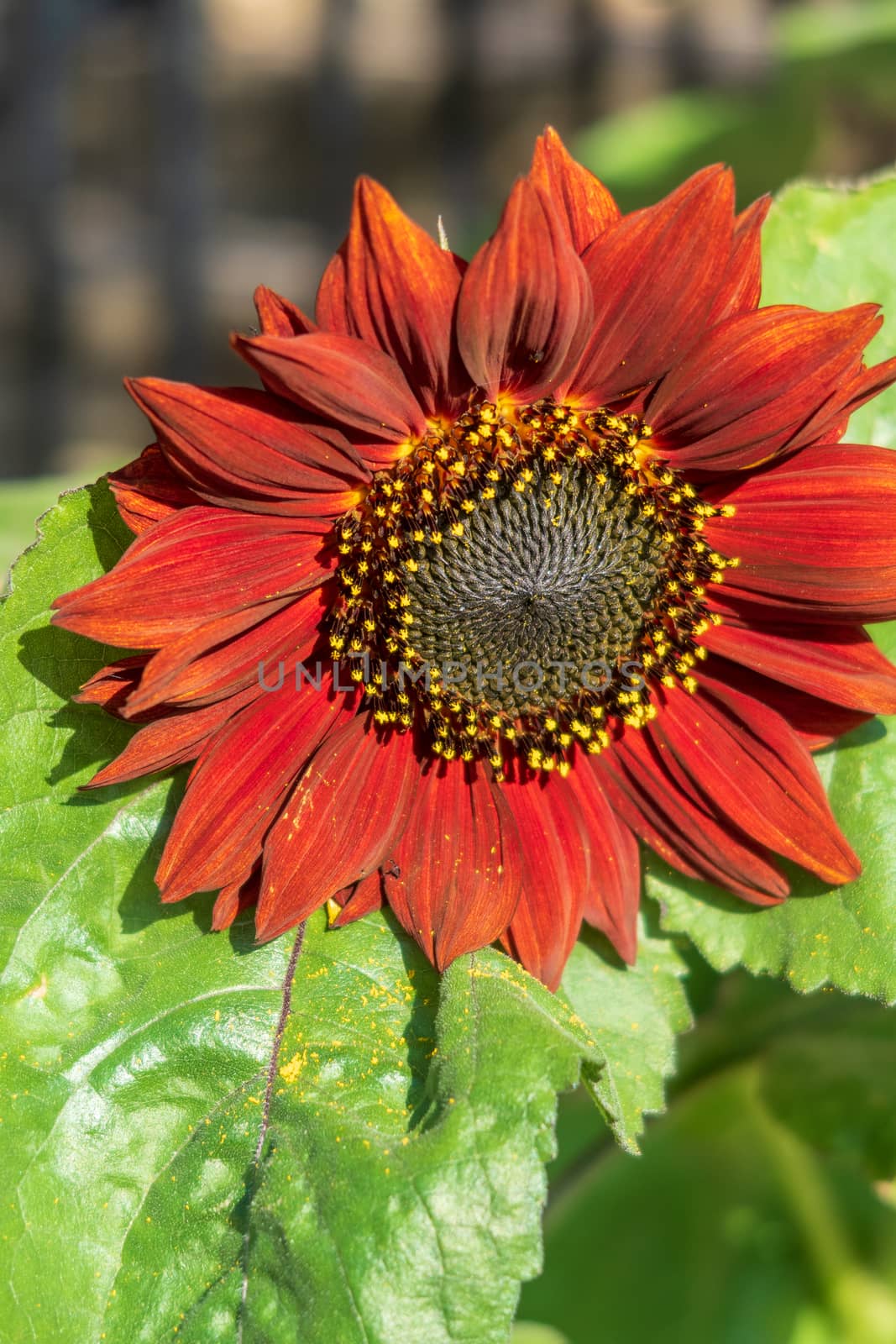 Red sunflower in full bloom