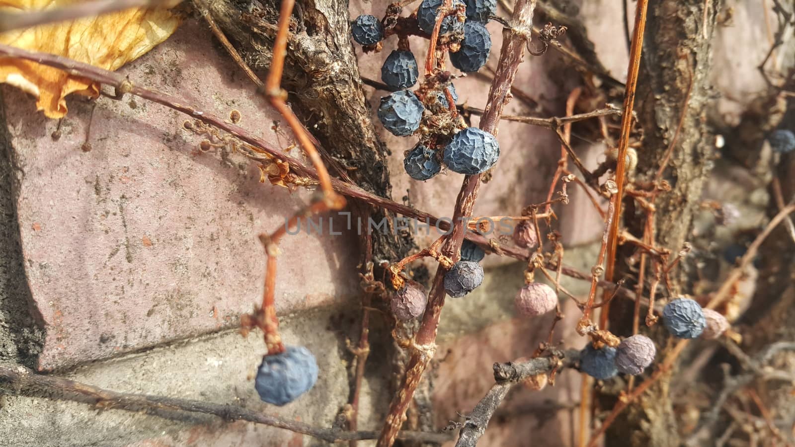 Closeup view of Black mountain ash berries: A selective focus view.