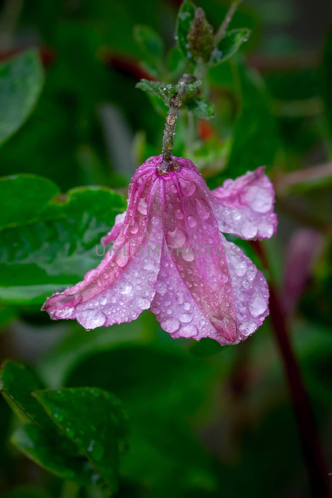 Close up of a wet pink clematis flower by magicbones