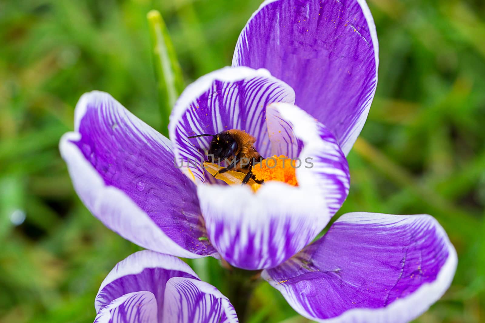 Blooming Striped Pickwick Crocus flowers by magicbones