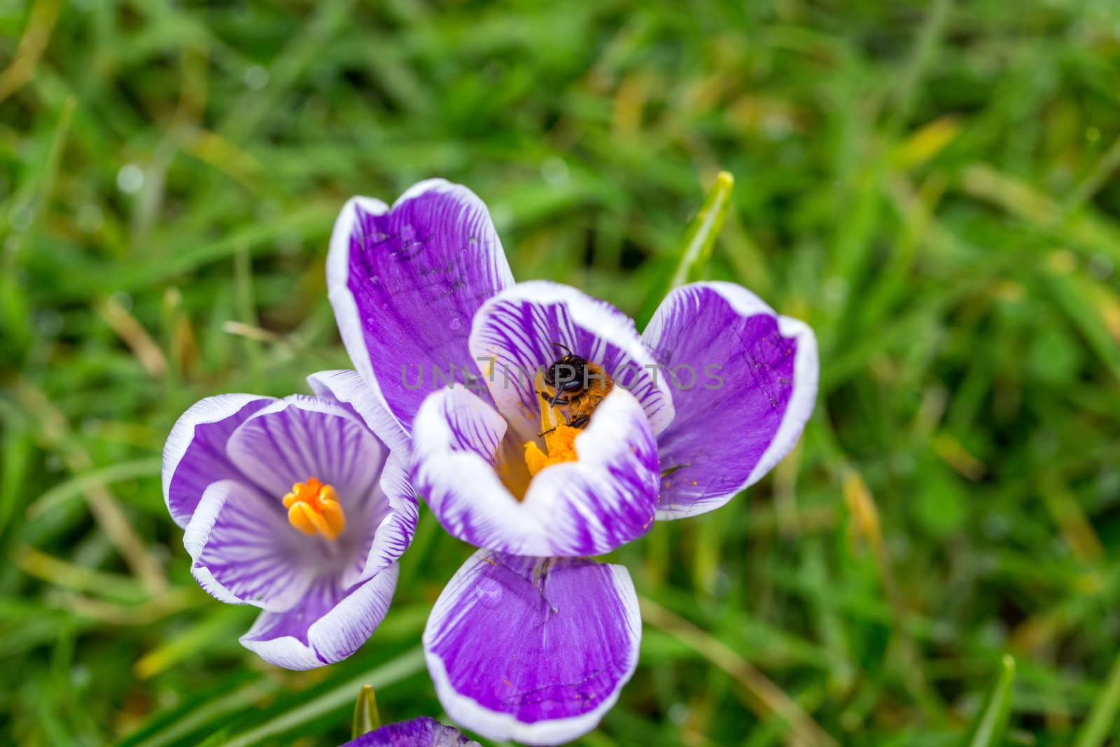 Blooming Striped Pickwick Crocus flowers by magicbones