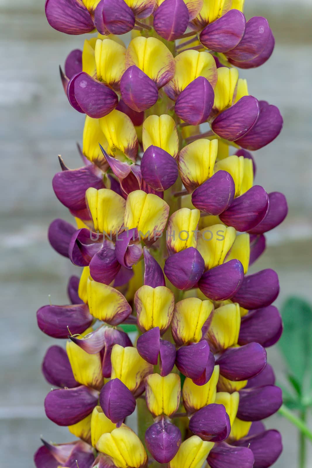 Purple and yellow Lupin Manhattan Lights flowers on display in a residential garden
