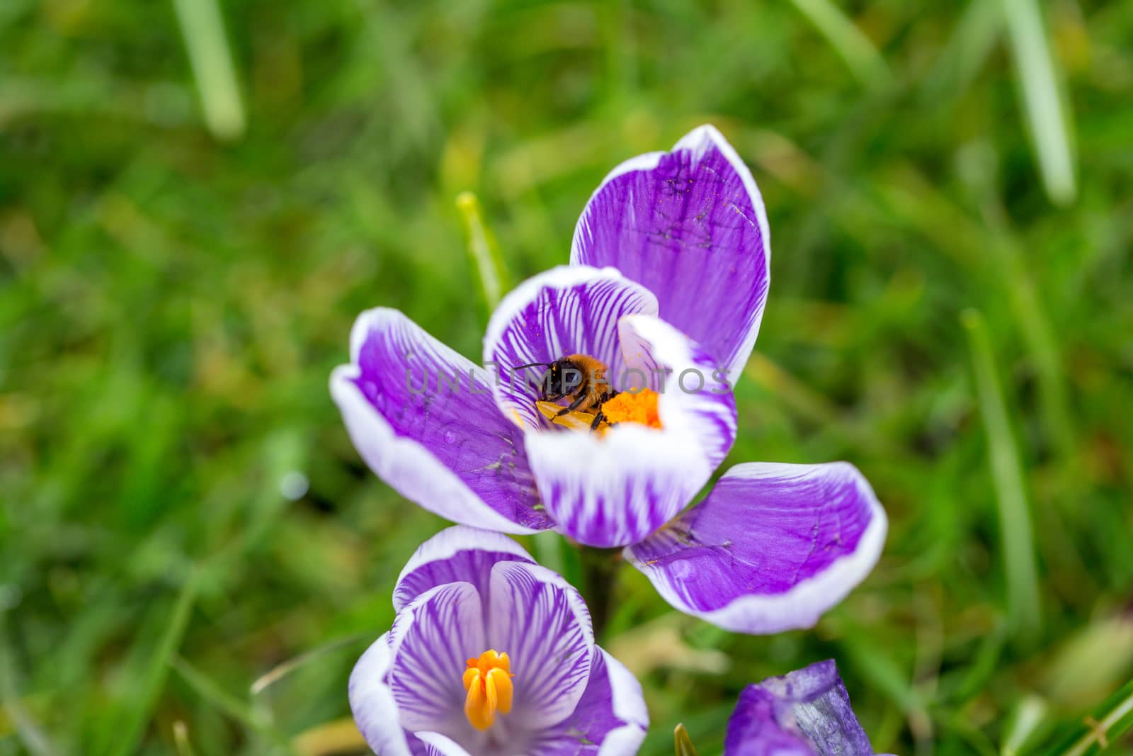 Blooming Striped Pickwick Crocus flowers by magicbones