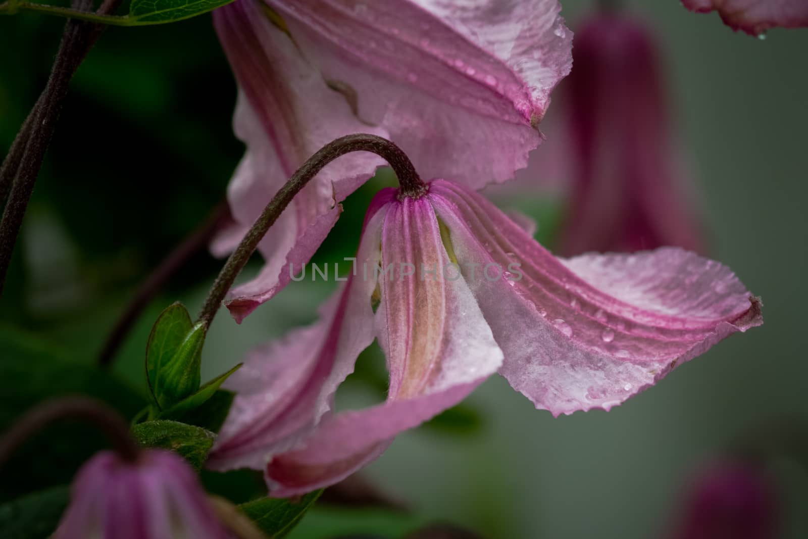 Close up of a wet pink clematis flower by magicbones