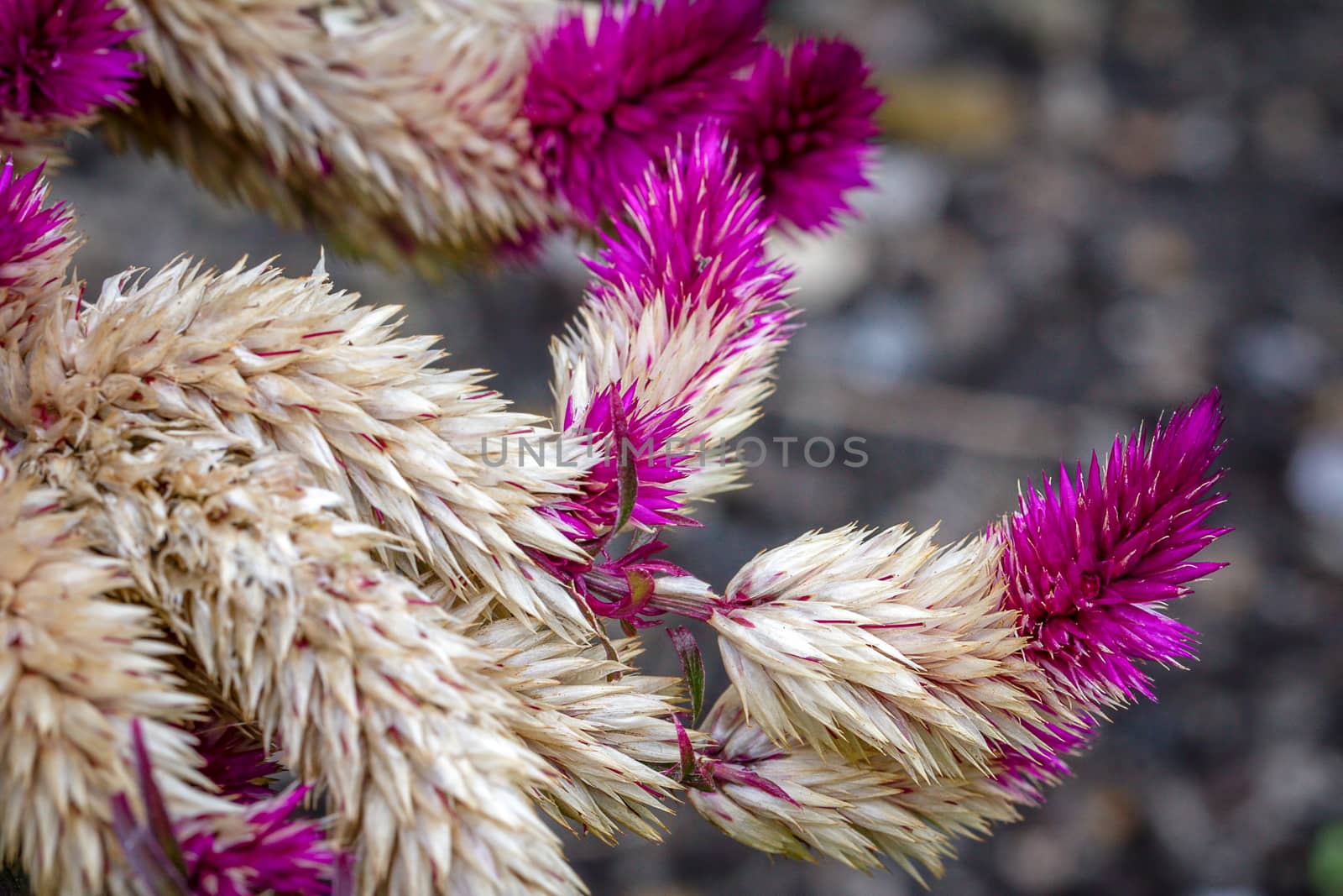 Old fading Celosia plant by magicbones