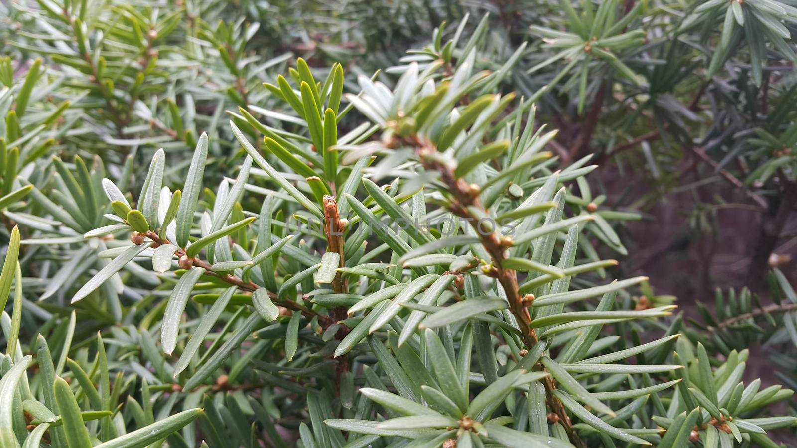 Green leaves of Taxus baccata, European yew which is conifer shrub by Photochowk