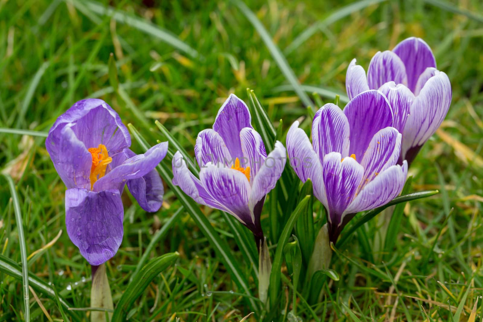 Blooming Striped Pickwick Crocus flowers by magicbones