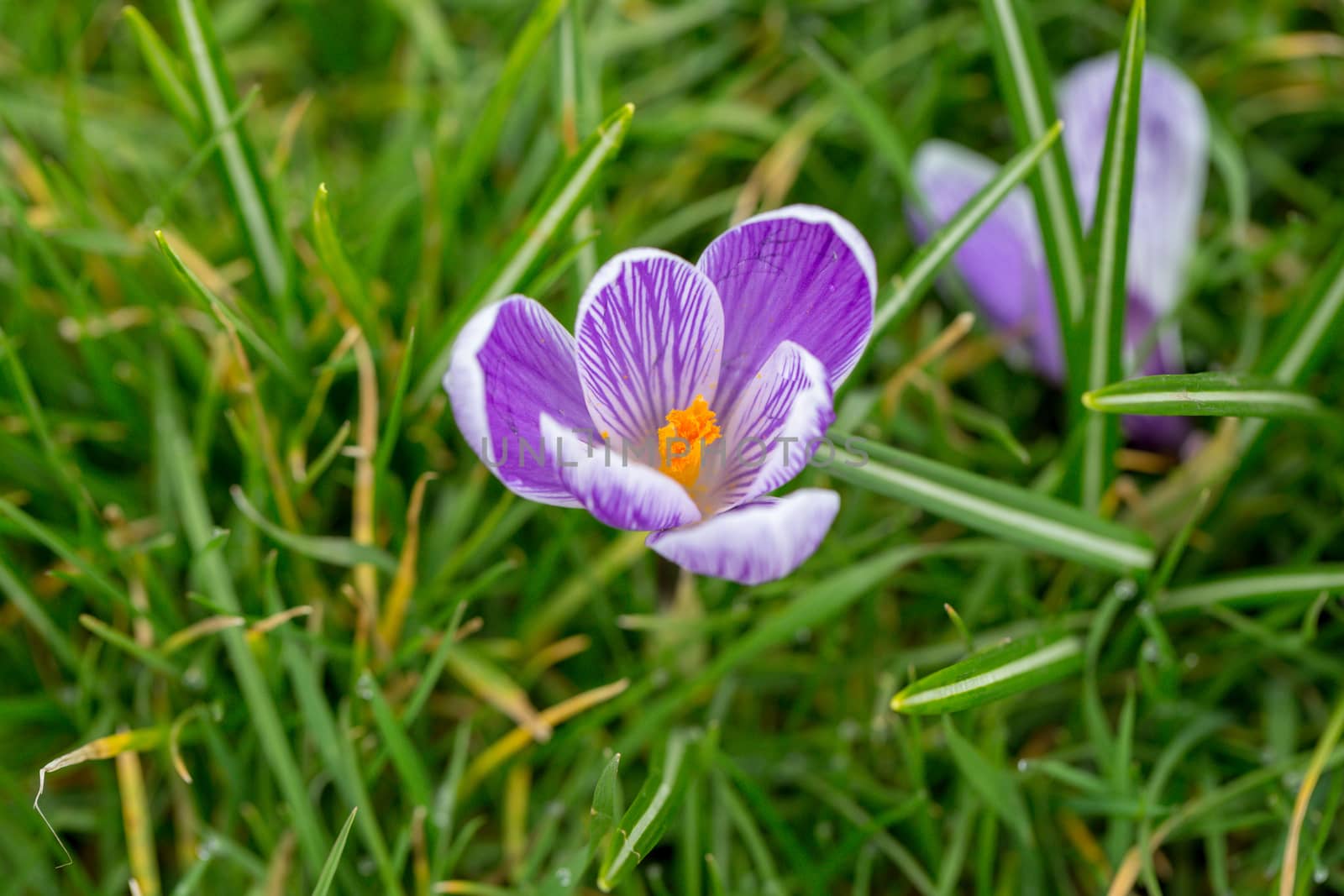 Blooming Striped Pickwick Crocus flowers by magicbones