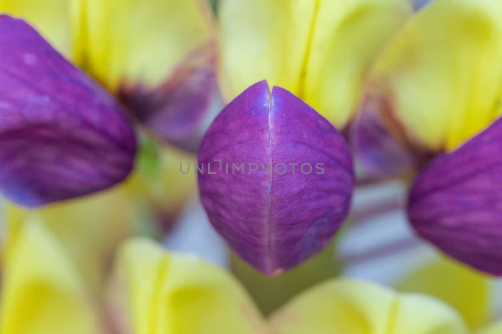 Purple and yellow Lupin Manhattan Lights flowers on display in a residential garden