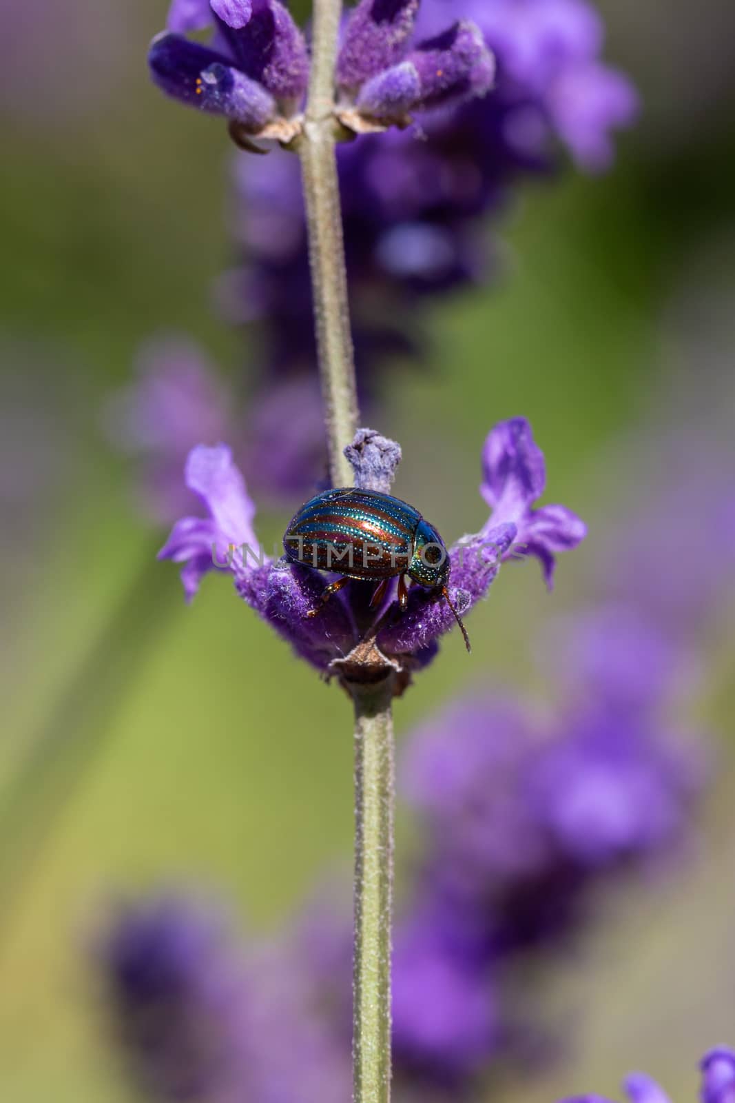 Rosemary Beetle on a lavender plant by magicbones