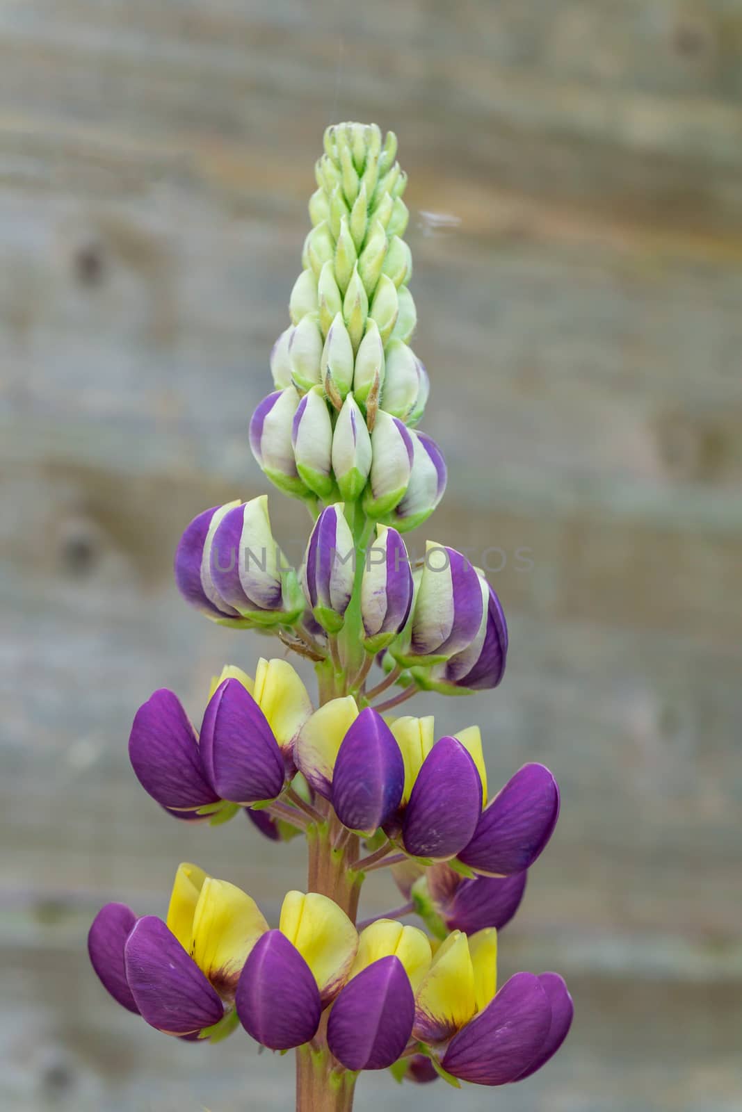 Purple and yellow Lupin Manhattan Lights flowers on display in a residential garden