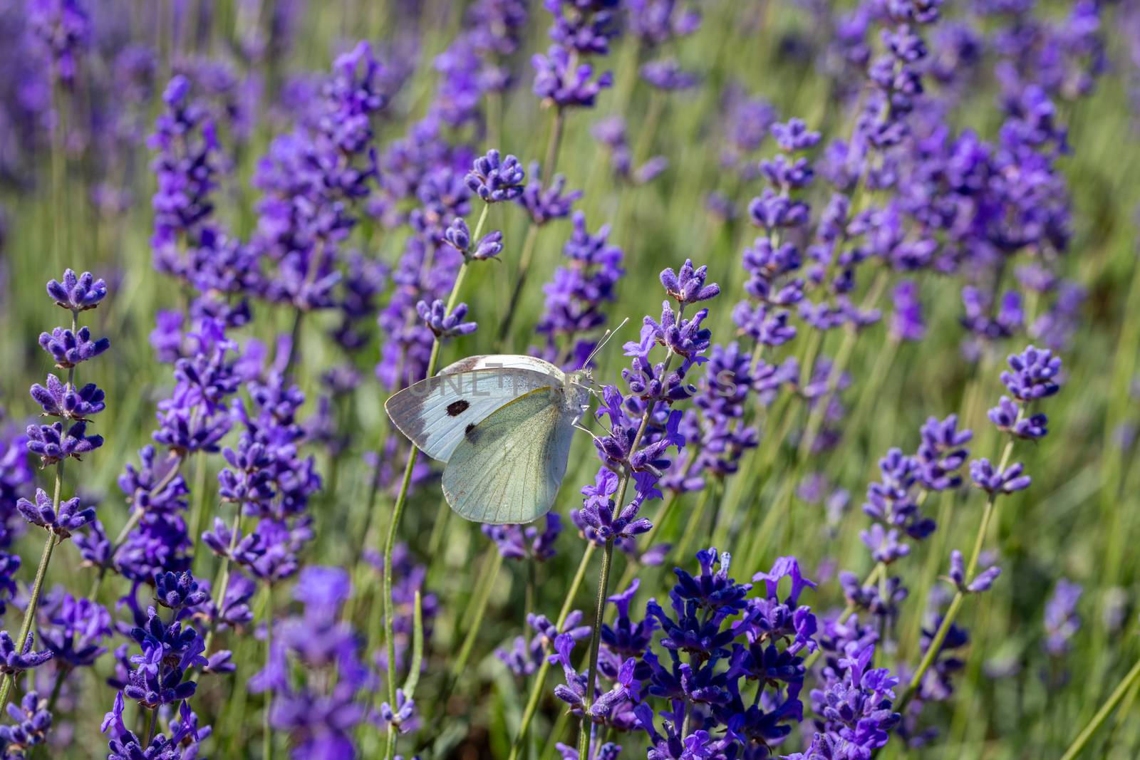 Cabbage White Buterfly (Pieris brassicae) resting on a lavender flower