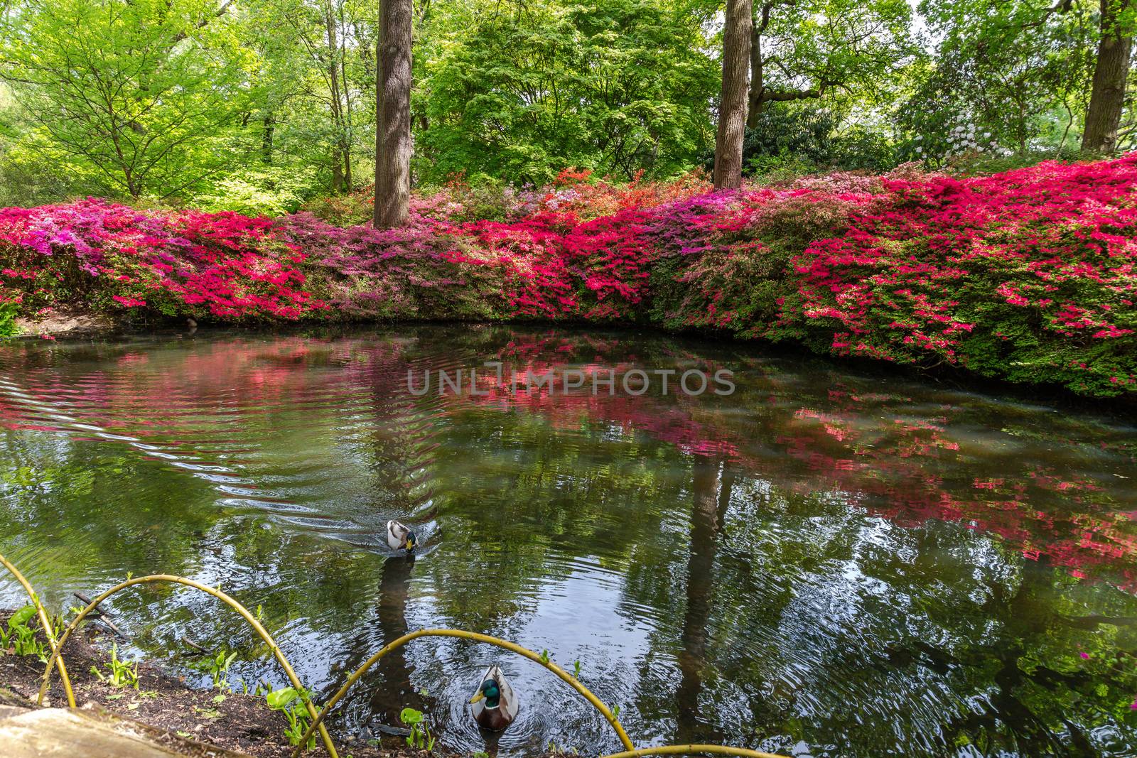 Flowering azaleas at the Still Pond, Isabella Plantation, Richmond Park, Surrey, England