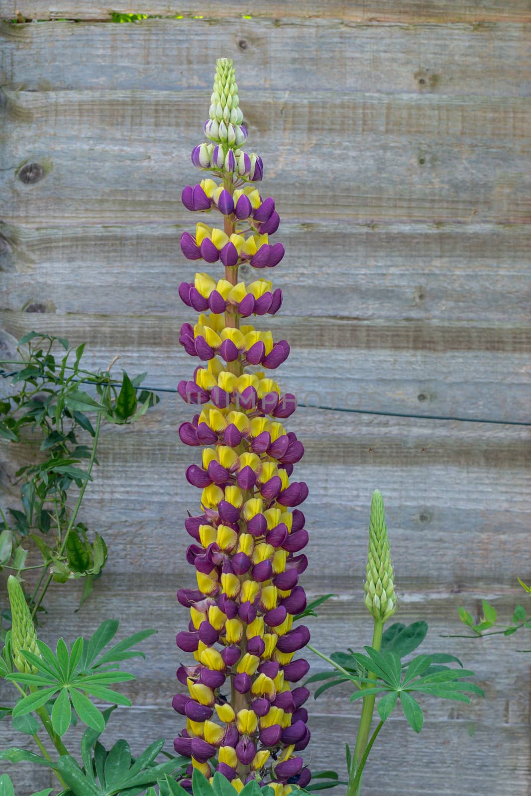 Purple and yellow Lupin Manhattan Lights flowers on display in a residential garden