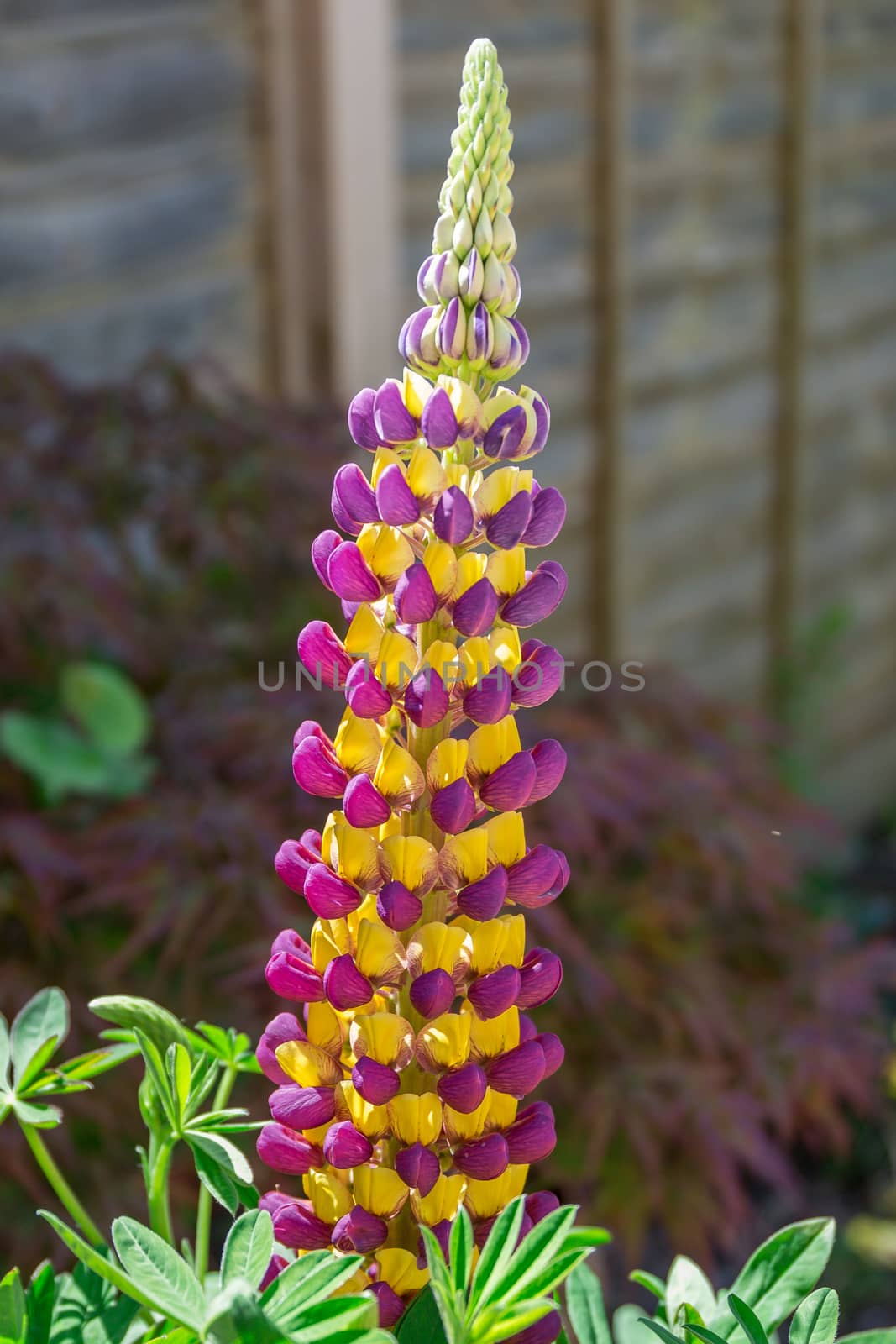 Purple and yellow Lupin Manhattan Lights flowers on display in a residential garden