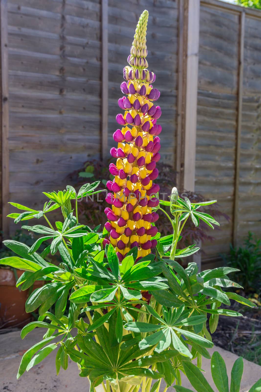 Purple and yellow Lupin Manhattan Lights flowers on display in a residential garden