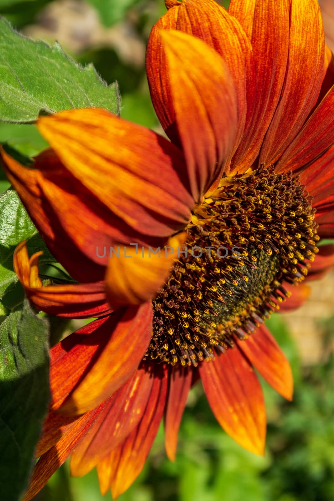 Red Sunflower by magicbones