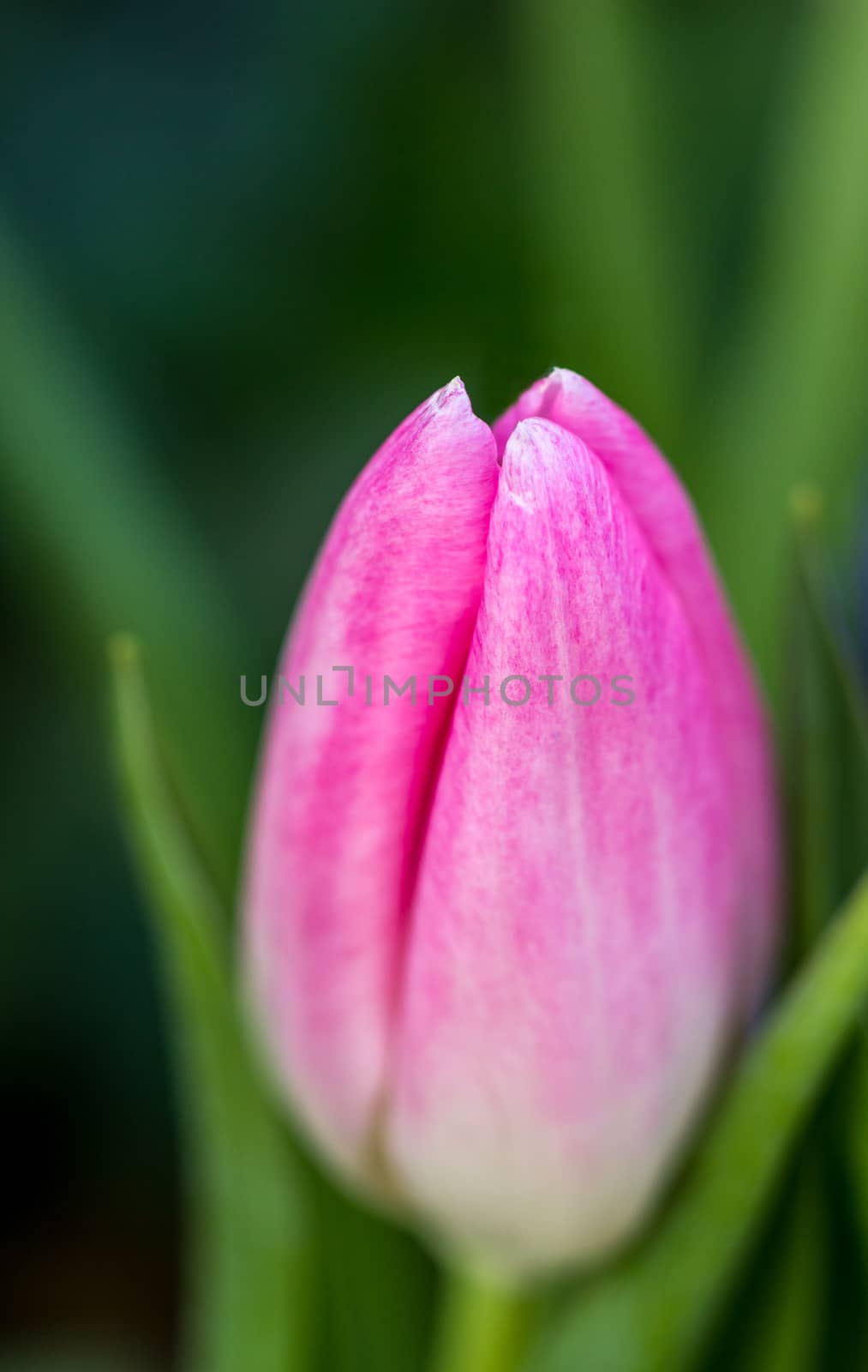 Close up of a pink tulip by magicbones