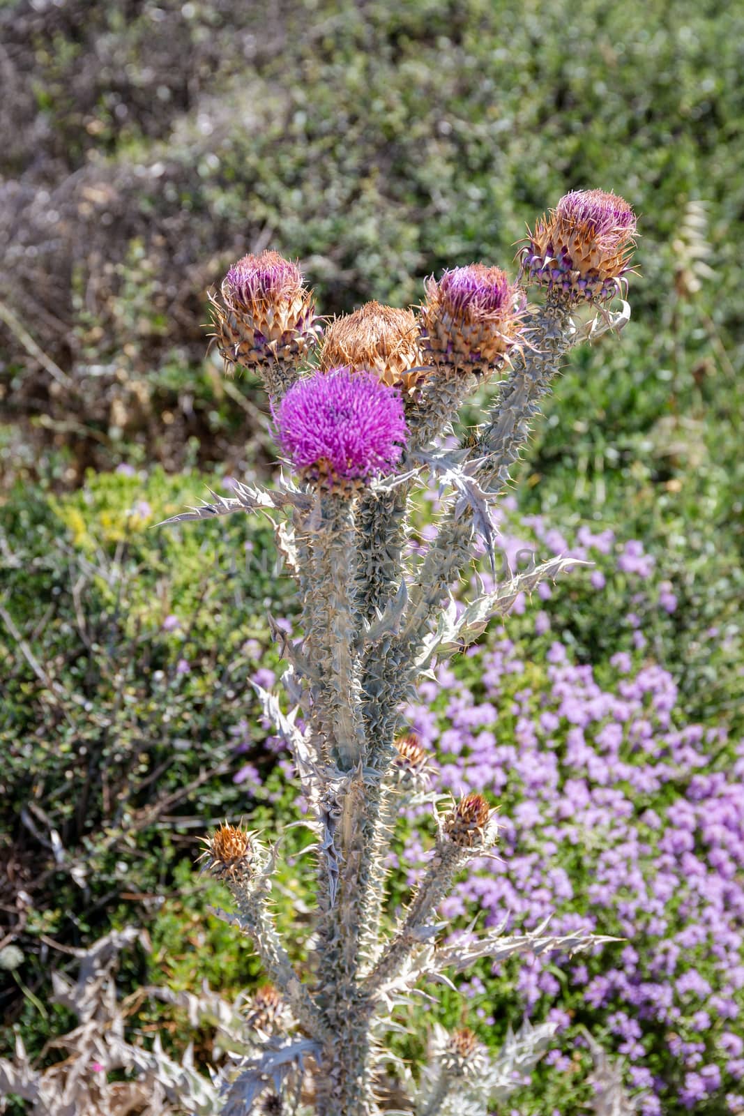 Purple Illyrian thistle flowers by magicbones