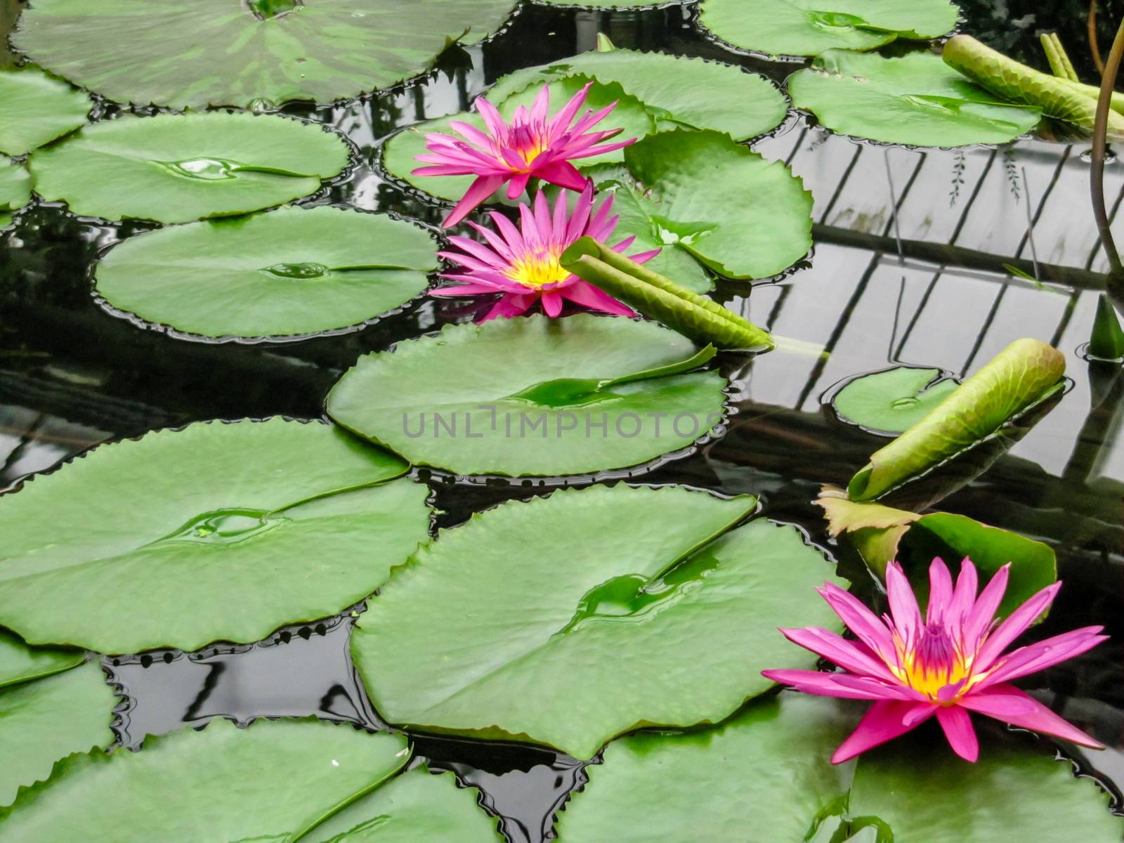 Pink and yellow waterlily flowers (Nymphaea) amongst green lily pads at Kew Gardens