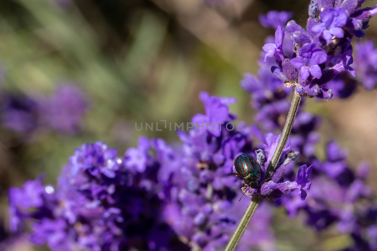 Rosemary Beetle feeding on a lavender plant