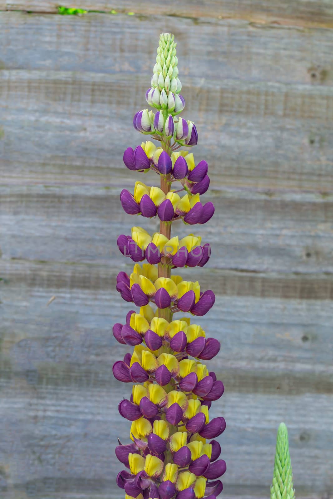 Purple and yellow Lupin Manhattan Lights flowers on display in a residential garden