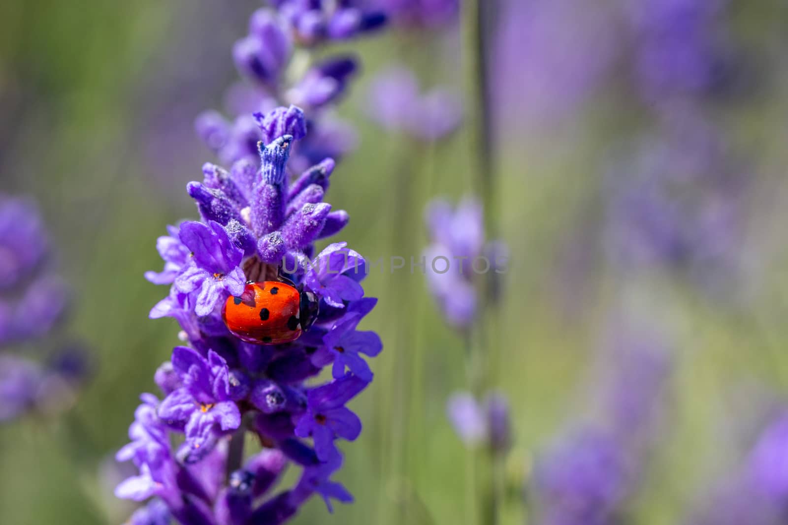 A seven spot ladybird (coccinella septempunctata) on a lavender plant