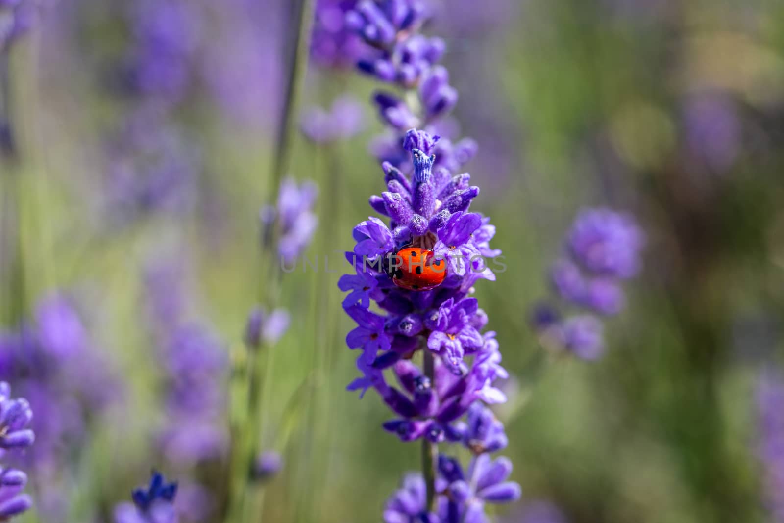 A seven spot ladybird (coccinella septempunctata) on a lavender plant