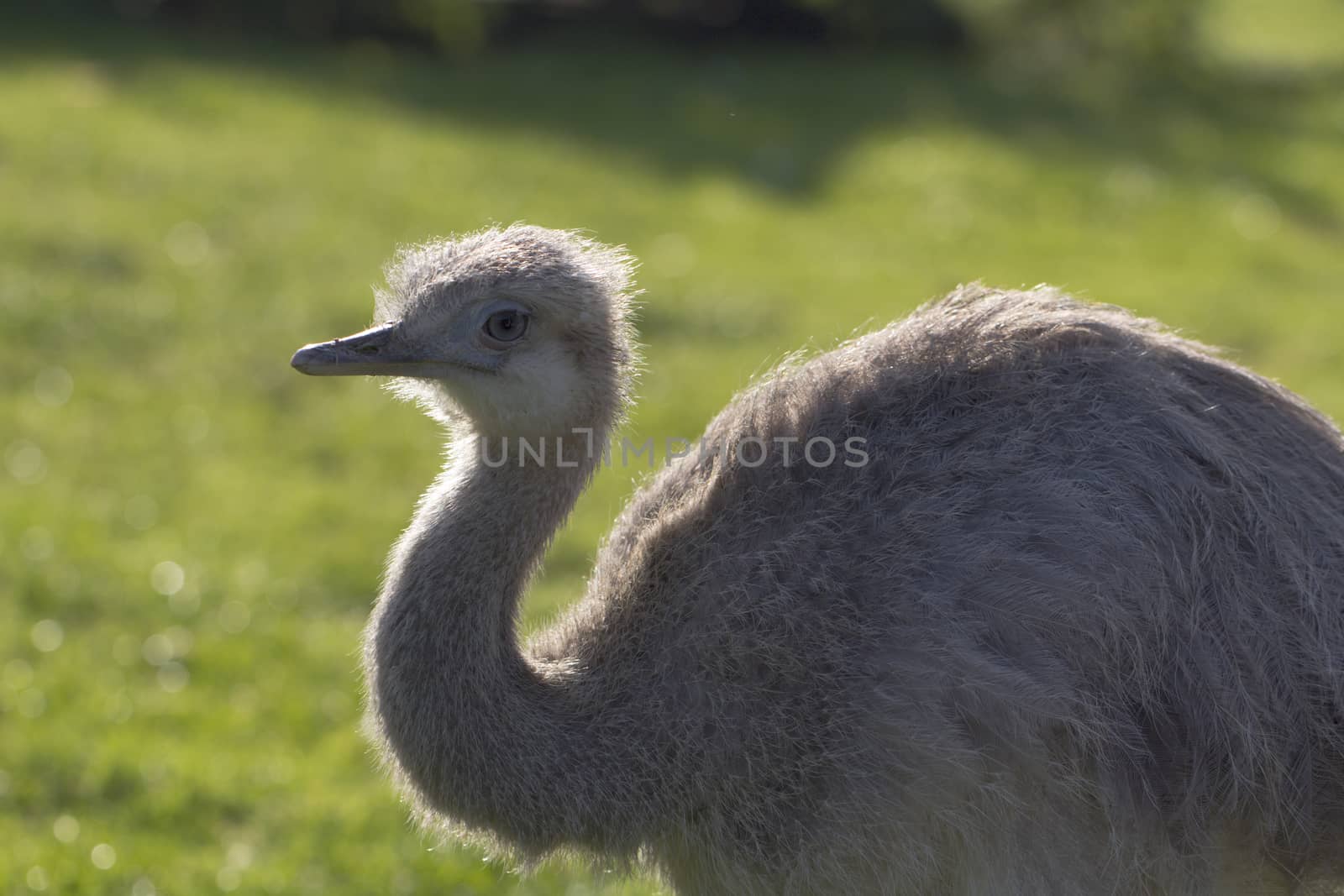 Portrait of a flightless Rhea bird by magicbones