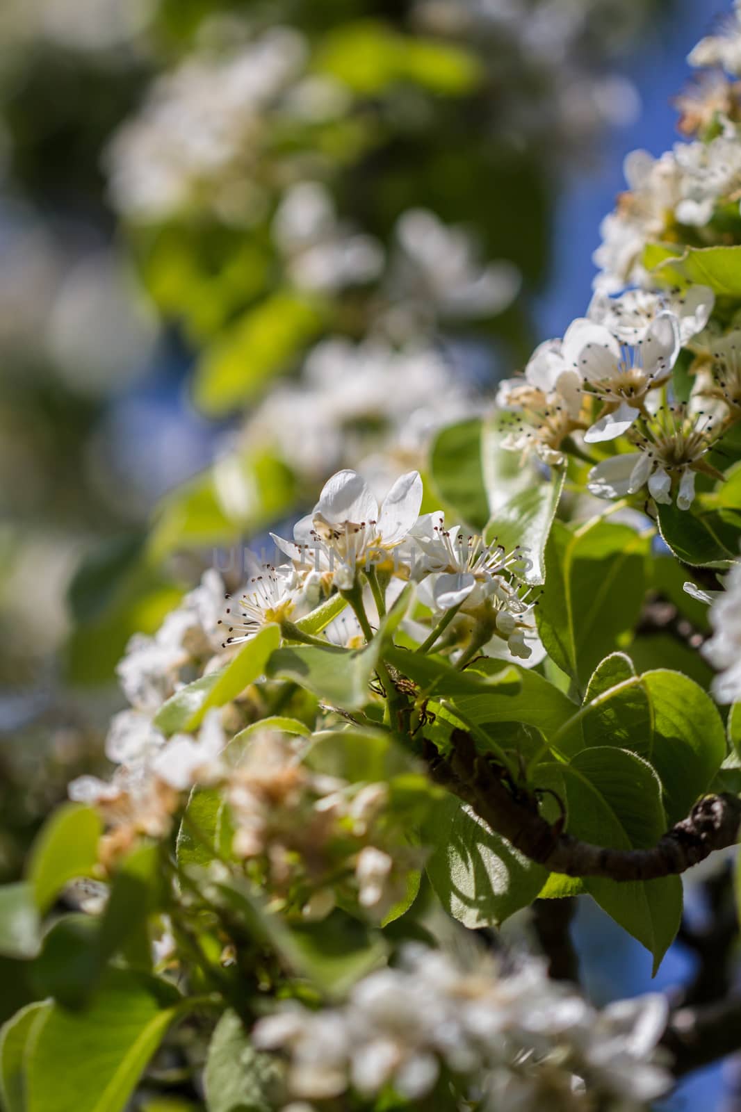 A close up of Pear Blossoms in the spring sunshine