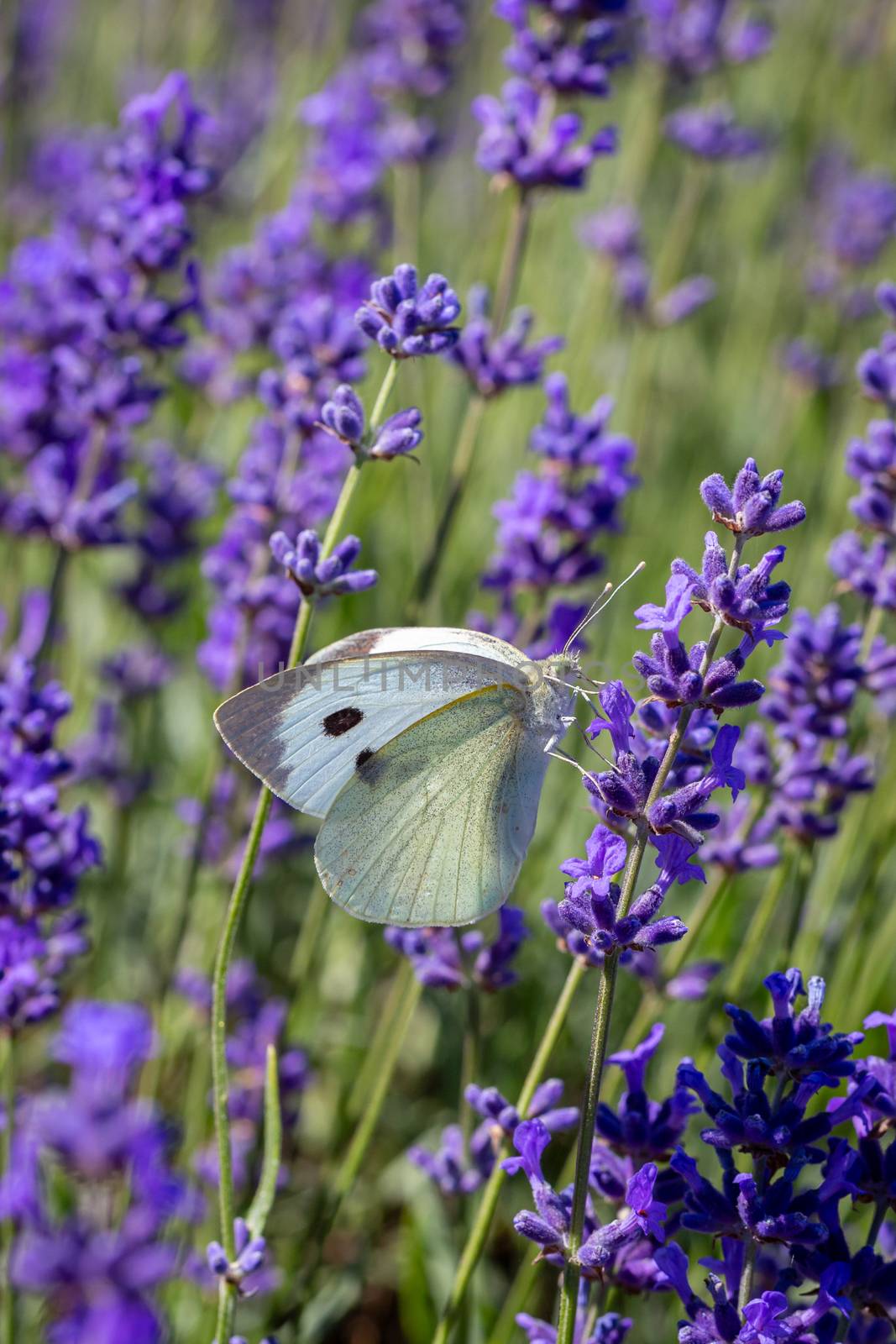 Cabbage White Buterfly (Pieris brassicae) on a lavender flower by magicbones